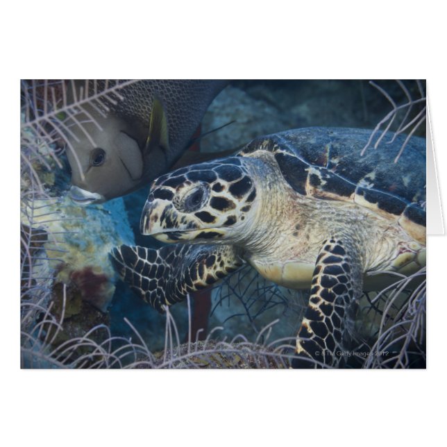 Vie sous-marine : une tortue de mer à Hawksbill (Devant horizontal)