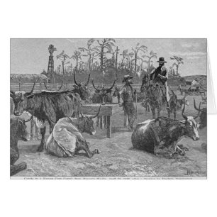 Vieh in einer Kansas-Mais-Hürde