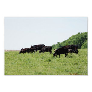 Vieh-schwarzer Angus-Foto-Druck Fotodruck