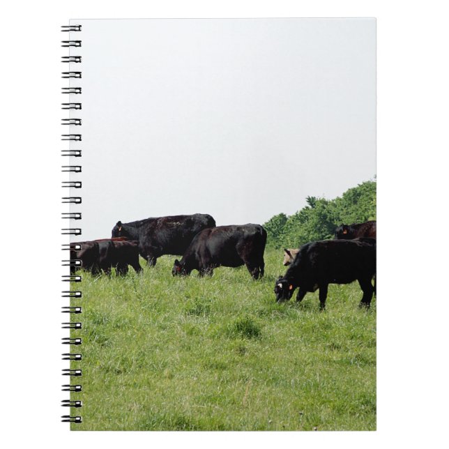 Vieh schwarzes Angus Notizblock (Vorderseite)
