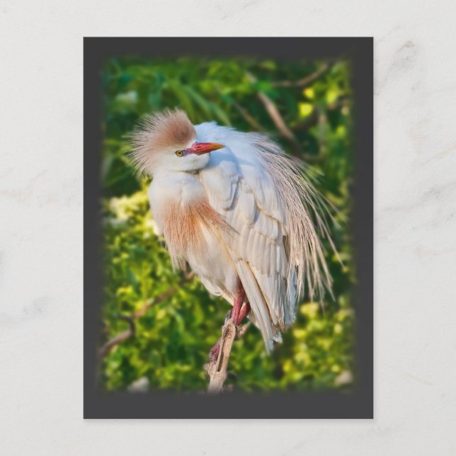 Viehfutter auf der Postkarte (Vorderseite)