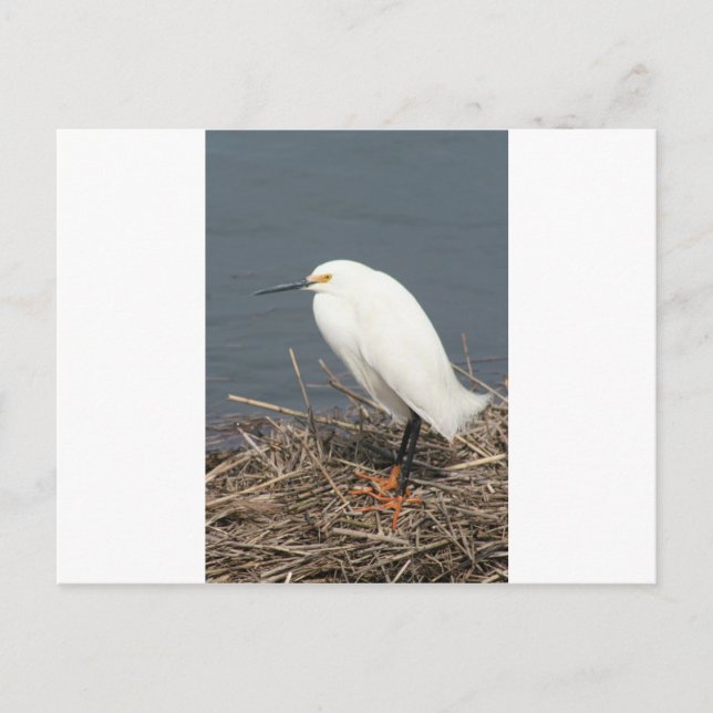 Viehhaufen Postkarte (Vorderseite)