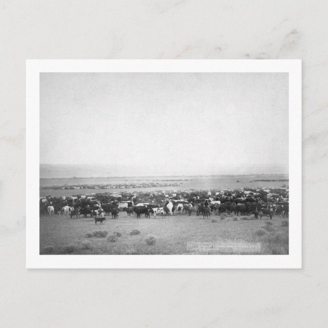 Viehherden in South Dakota Fotografie Postkarte (Vorderseite)