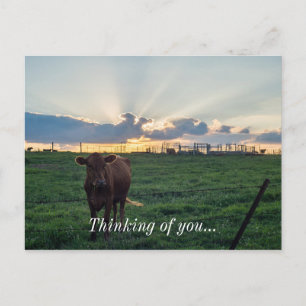 Viehzucht Sunset Postkarte