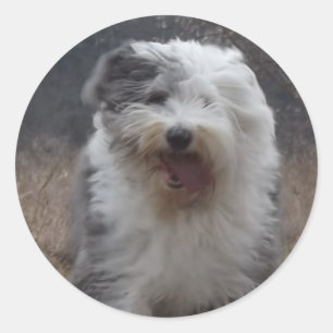 Vieil autocollant anglais de chien de berger -
