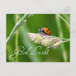 Viel Glück mit einem kleinen Marienkäfer! Postkarte