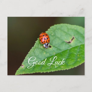 Viel Glück mit kleinem Marienkäfer! Postkarte