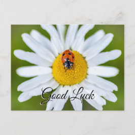 Viel Glück mit niedlichem kleinen Ladybug! Postkar Postkarte