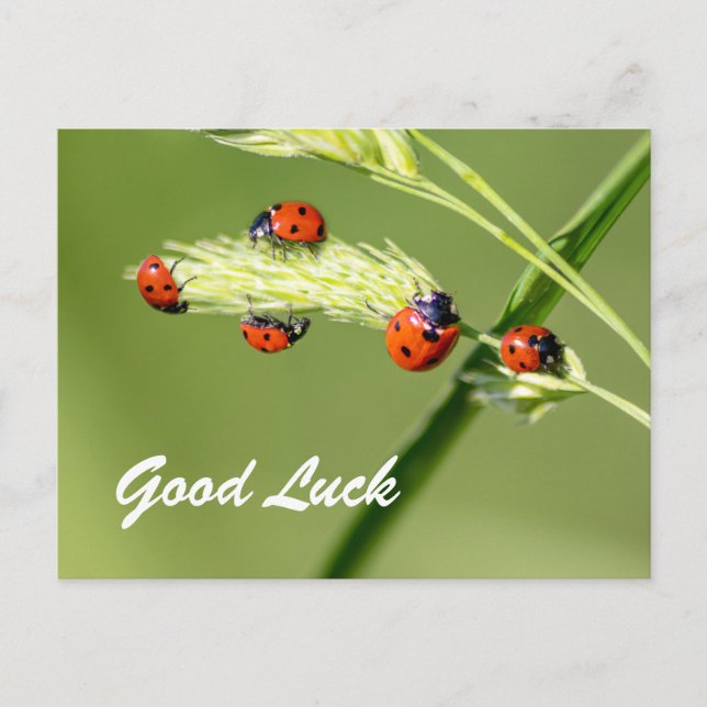 Viel Glück mit niedlichen kleinen Ladybugs! Postkarte (Vorderseite)