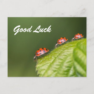 Viel Glück mit niedlichen kleinen Ladybugs! Postkarte