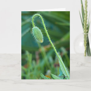 Viel Glück über neue Anfänge Poppy Bud Fotografie Karte