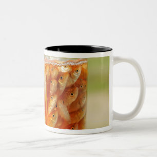Viel Goldfisch, die im Glasbehälter sind Zweifarbige Tasse