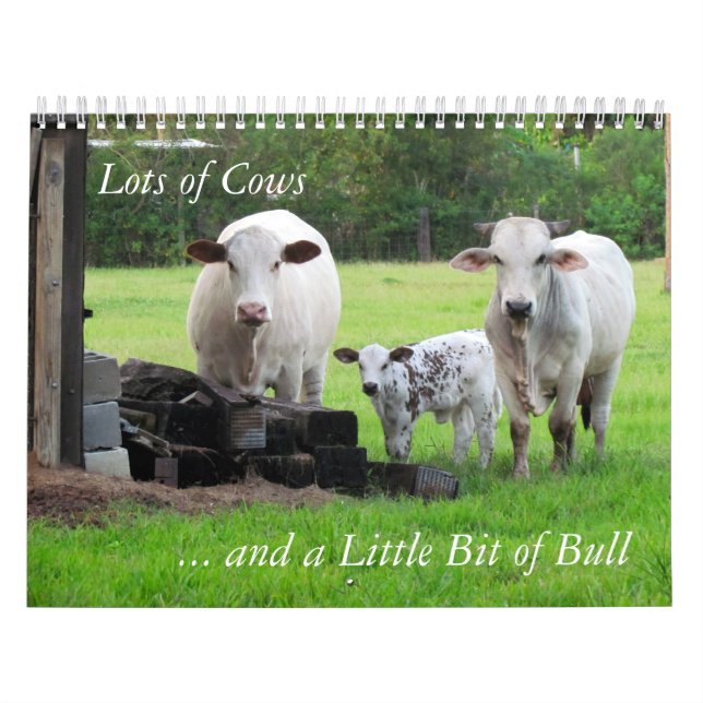 Viel Kühe und ein bisschen Bull Calendar Kalender (Titelbild)