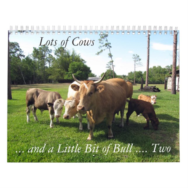Viel Kühe und ein bisschen Bull zu Kalender (Titelbild)