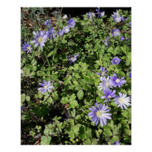 Viele Blume