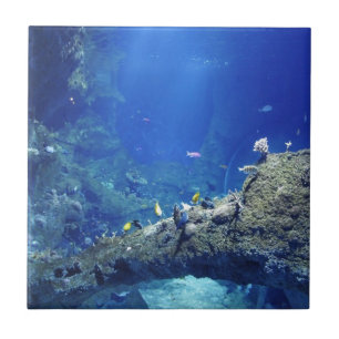 Viele Fische Fliese