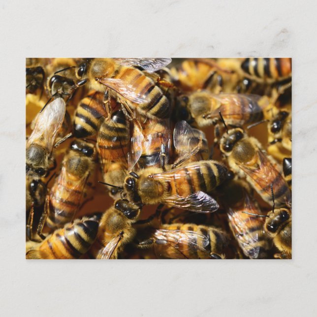 Viele Honigbienen Postkarte (Vorderseite)