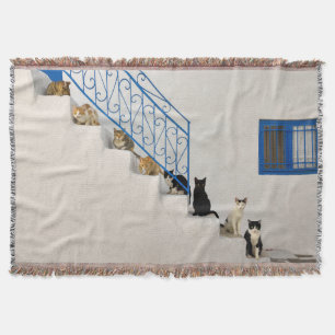 Viele Katzen auf einer weißen Treppe in einem grie Decke