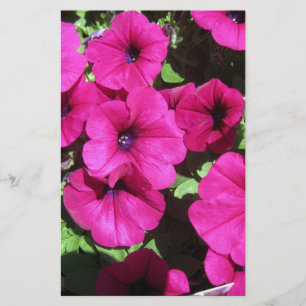 Viele Lila Petunias
