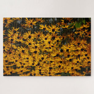 Viele Mit Augen schwarze Susans