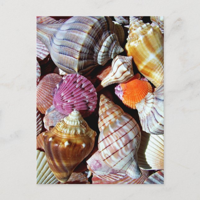 Viele Muschelschalen am Meer - nautische Printwerb Postkarte (Vorderseite)