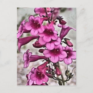 Viele rosa Penstemon Postkarte