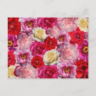 viele Rose Postkarte