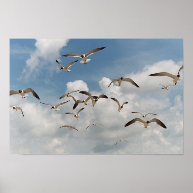 Viele Seagulls Poster (Vorne)