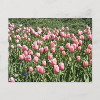 VIELE TULIPS POSTKARTE