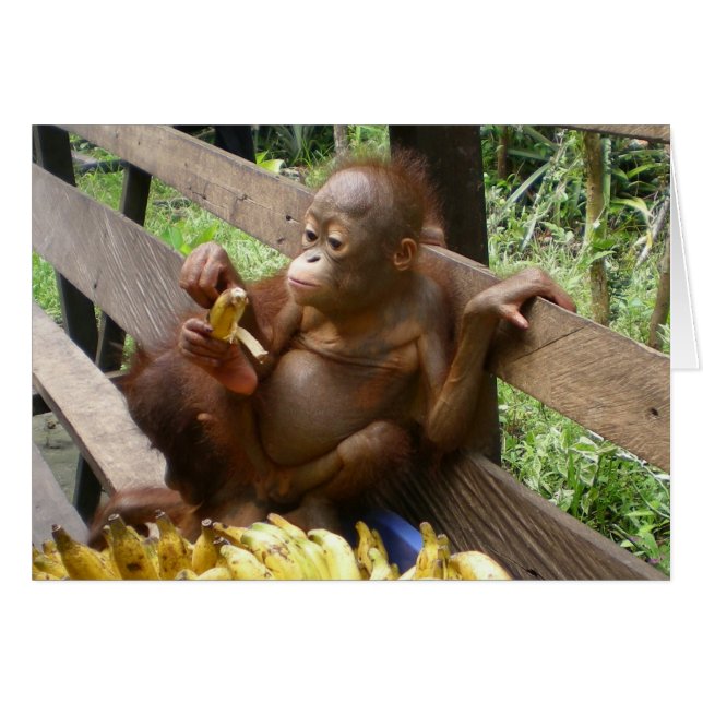 Vielen Dank an das Niedliche Baby Orangutans (Vorderseite (Horizontal))