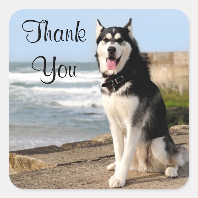 Vielen Dank an Sibirian Husky Puppy Dockingkleber  Quadratischer Aufkleber (Vorderseite)