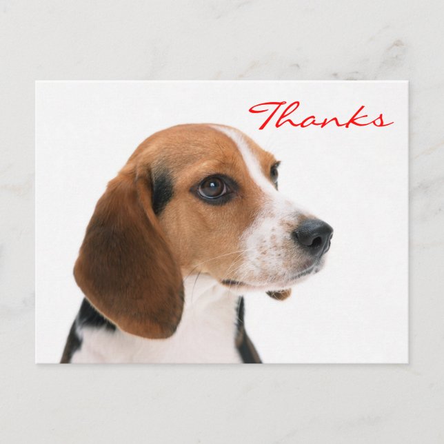 Vielen Dank Beagle Welpe Hund Gruß Postkarte (Vorderseite)