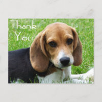 Vielen Dank Beagle Welpe Hund Grußkarte Post Card
