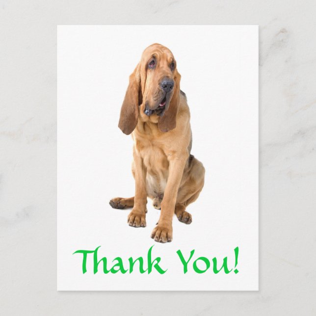 Vielen Dank Bloodhound Hund Gruß Postkarte (Vorderseite)