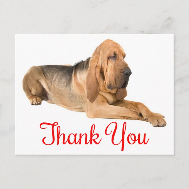 Vielen Dank Bloodhound Puppy-Hund Postkarte (Vorderseite)