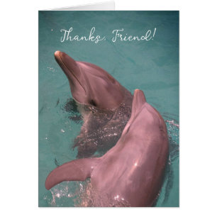 Vielen Dank, dass Freunde Delphine zusammen spiele
