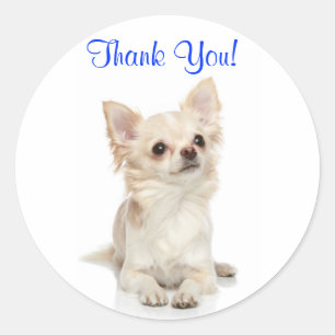 Vielen Dank, Long Haired Chihuahua Sticker