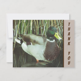 Vielen Dank, Mallard Duck Wild Bird. Karte