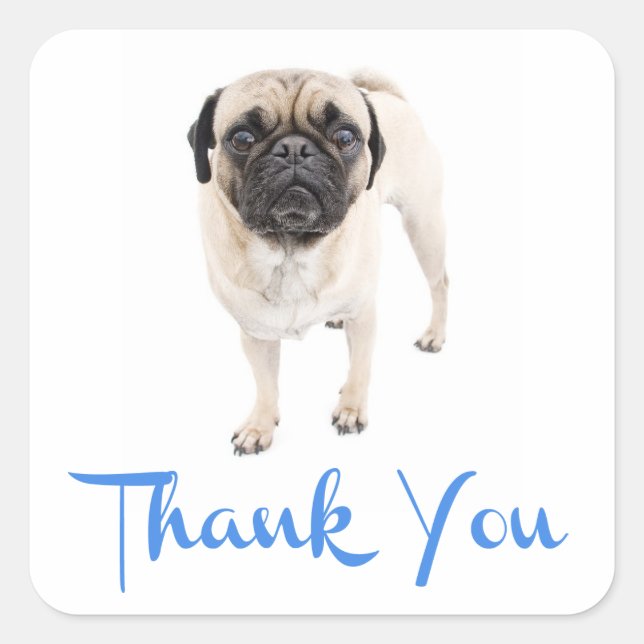 Vielen Dank Mops Welpe Hund Grußaufkleber / Label Quadratischer Aufkleber (Vorderseite)