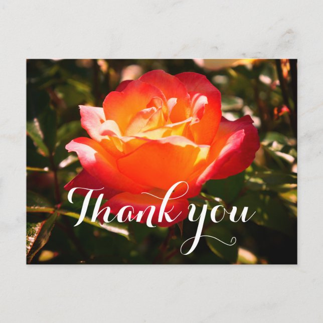 Vielen Dank Rainbow Sorbet Rose #5 Postcard Postkarte (Vorderseite)
