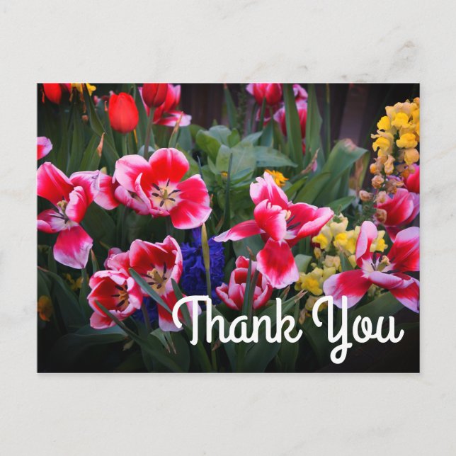 Vielen Dank, Rot und Weiße Tulips Postcard Postkarte (Vorderseite)