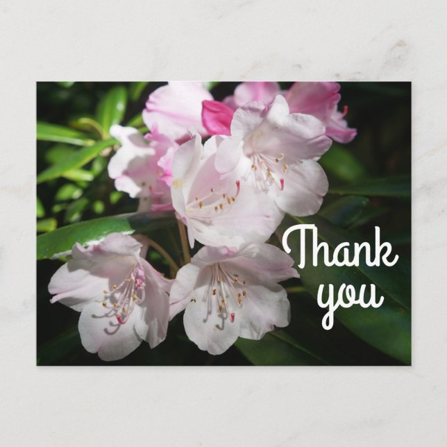 Vielen Dank Sakura Cherry Blossom #2 Postkarte (Vorderseite)