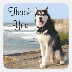 Vielen Dank Siberian Husky Welpe Hunde Stickers La