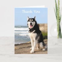 Vielen Dank Sibirian Husky on Beach Grußkarte