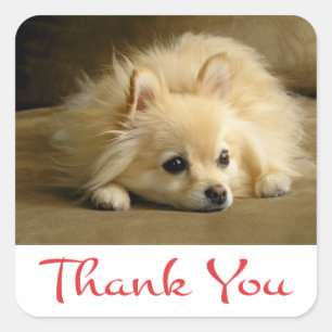 Vielen Dank Spitz Welpen-Hundekleber / Labels Quadratischer Aufkleber