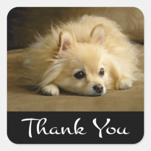 Vielen Dank Spitz Welpen-Hundekleber / Labels Quadratischer Aufkleber