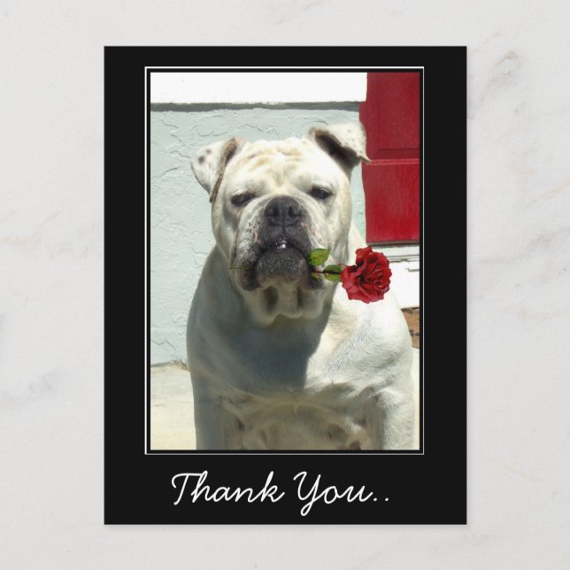Vielen Dank White Bulldog mit Rose Postkarte (Vorderseite)