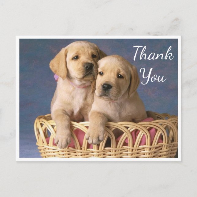 Vielen Dank Yellow Labrador Retriever Puppy Hunde Postkarte (Vorderseite)