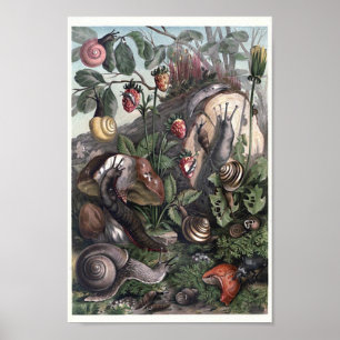 Vielfalt an Schnecken und Slugs Cottailcore Art Poster