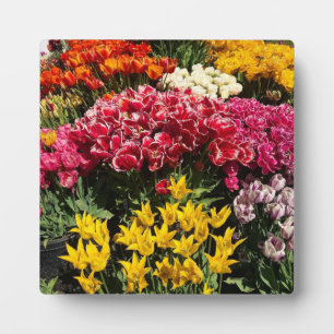 Vielfalt der Tulipen Fotoplatte